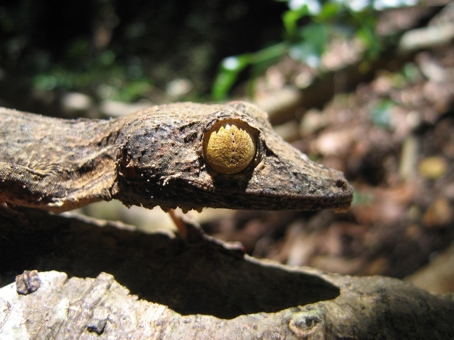 Uroplatus sikorae sameti